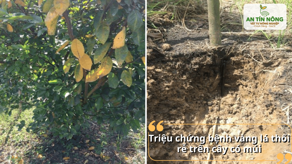 Triệu chứng thường gặp là lá vàng, cây sinh trưởng kém và rễ bị thối.
