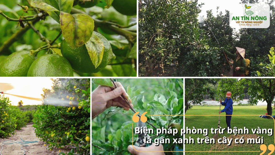Áp dụng các biện pháp phòng trừ tổng hợp giúp hạn chế sự lây lan của bệnh trong vườn.