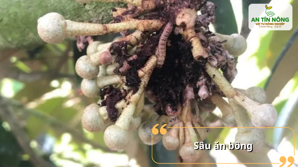 Sâu ăn bông làm rụng hoa hàng loạt, giảm tỷ lệ đậu trái và ảnh hưởng trực tiếp đến năng suất mùa vụ
