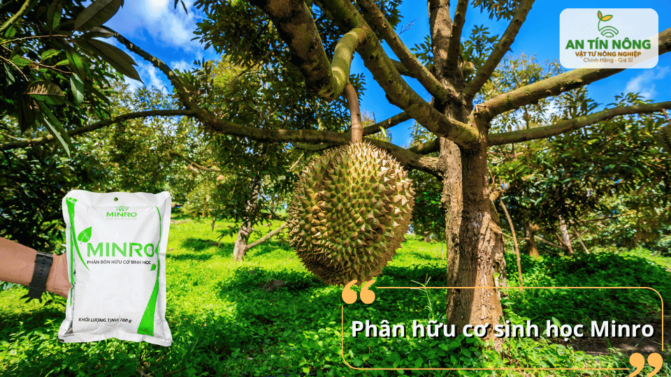 Bổ sung dinh dưỡng cân đối, kích thích sinh trưởng và nâng cao chất lượng đất trồng.