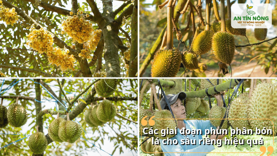 Phun phân bón lá theo từng giai đoạn giúp cây ra hoa, đậu trái hiệu quả.