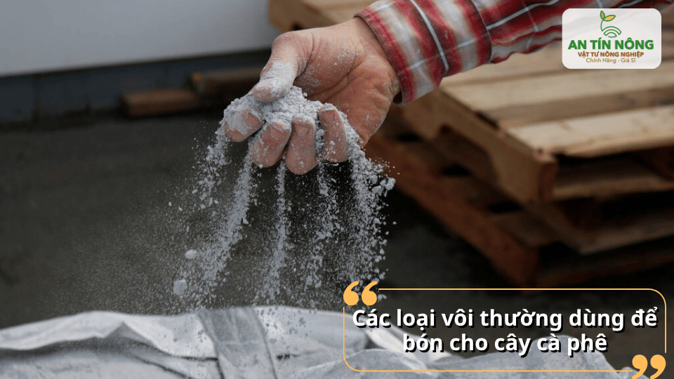 Các loại vôi nông nghiệp thường dùng để cải tạo đất trồng cà phê.
