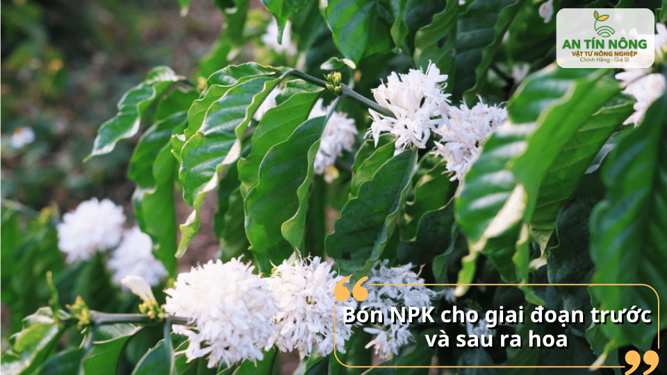 Cung cấp NPK trước và sau ra hoa giúp tăng tỷ lệ đậu trái cho cà phê.
