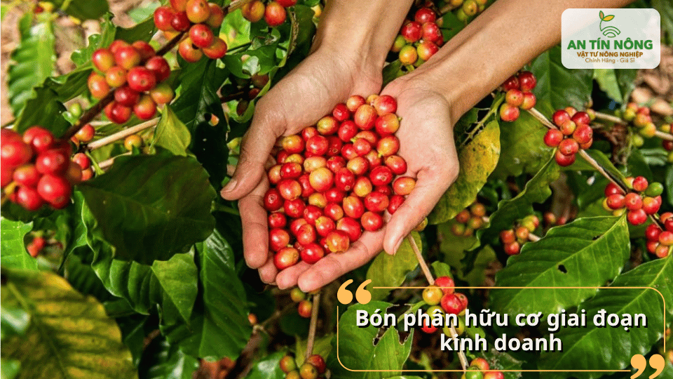 Sử dụng phân hữu cơ trong giai đoạn kinh doanh giúp tăng chất lượng và sản lượng cà phê.
