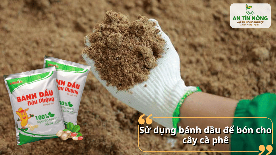 Bánh dầu – nguồn dinh dưỡng tự nhiên giúp cây cà phê xanh tốt, ít sâu bệnh.