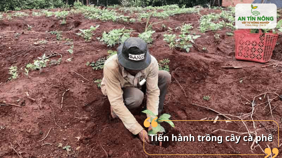 Trồng cây đúng kỹ thuật giúp rễ phát triển khỏe, cây bén nhanh và giảm tỷ lệ chết.