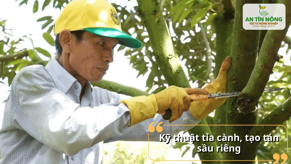 Tỉa cành và tạo tán hợp lý giúp cây thông thoáng, hạn chế sâu bệnh và tăng khả năng quang hợp.