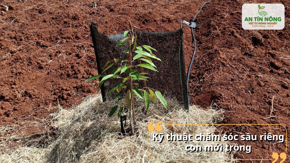 Che nắng, giữ ẩm và bảo vệ cây non giúp hạn chế sâu bệnh và khô héo.