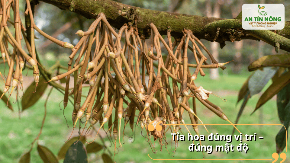 Tỉa bớt hoa giúp cây tập trung dinh dưỡng nuôi trái khỏe, hạn chế tình trạng rụng trái sinh lý.