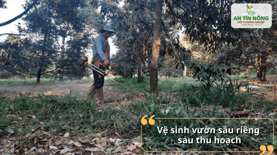 Vệ sinh vườn sau thu hoạch hạn chế sâu bệnh và tạo môi trường sinh trưởng tốt.