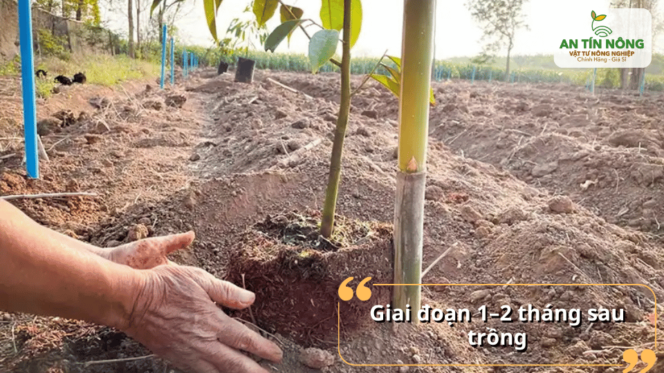 Chăm sóc sầu riêng con giai đoạn 1–2 tháng sau trồng với chế độ dinh dưỡng và vun gốc phù hợp.