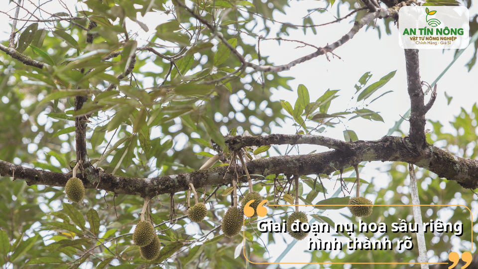 Khi nụ hoa hình thành rõ: cần bón phân cân đối để tăng tỷ lệ đậu trái.