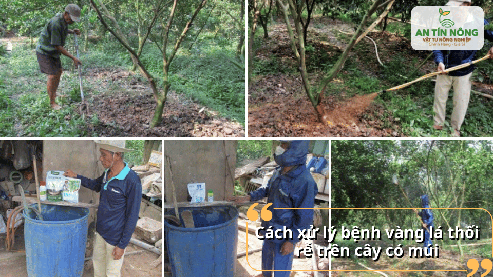 Cần xử lý đất, cải tạo vườn và áp dụng biện pháp kỹ thuật để phục hồi cây.