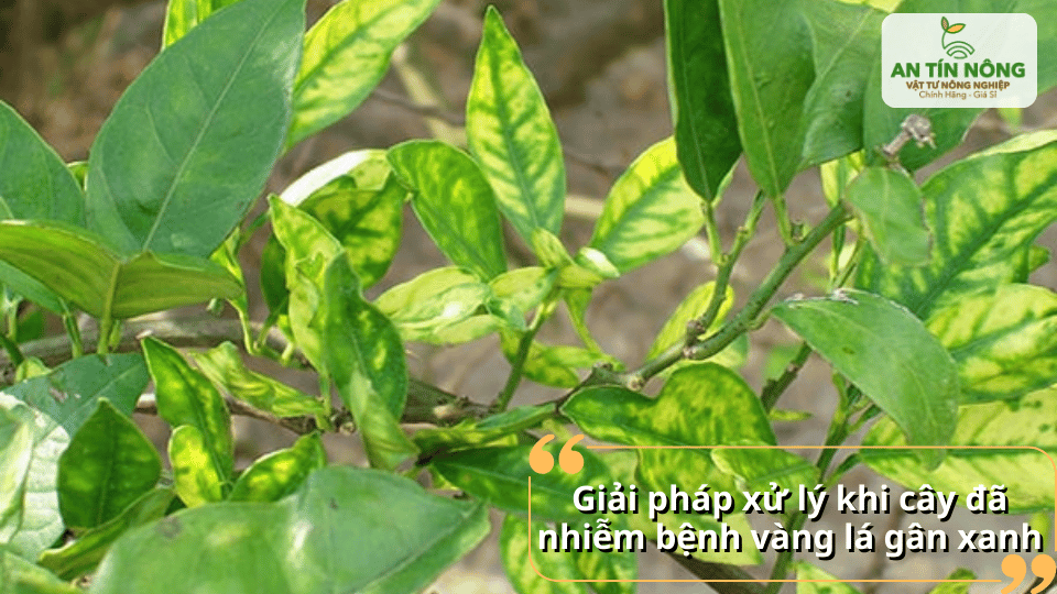 Xử lý kịp thời khi cây nhiễm bệnh giúp bảo vệ vườn cây và giảm thiệt hại.