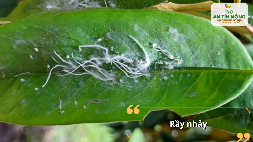 Rầy nhảy tấn công lá non, làm xoăn lá, chậm phát triển và có thể truyền bệnh virus nguy hiểm cho cây