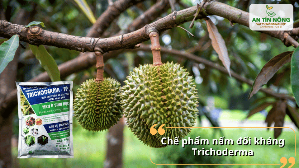 Hạn chế nấm bệnh trong đất, thúc đẩy quá trình phân giải hữu cơ và tăng vi sinh có lợi.