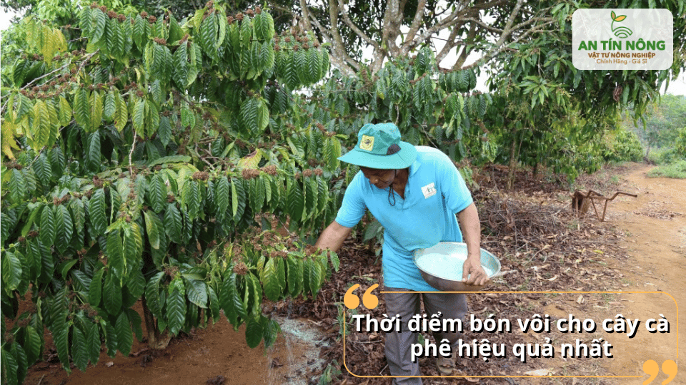 Chọn thời điểm bón vôi phù hợp giúp nâng cao hiệu quả chăm sóc cà phê.