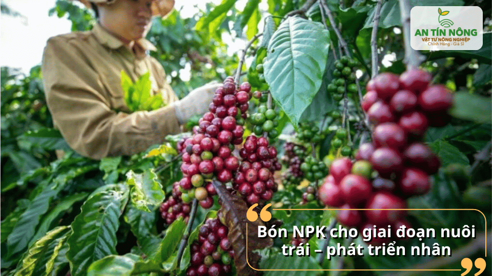 Bón NPK giai đoạn nuôi trái giúp hạt phát triển đều và nâng cao chất lượng.