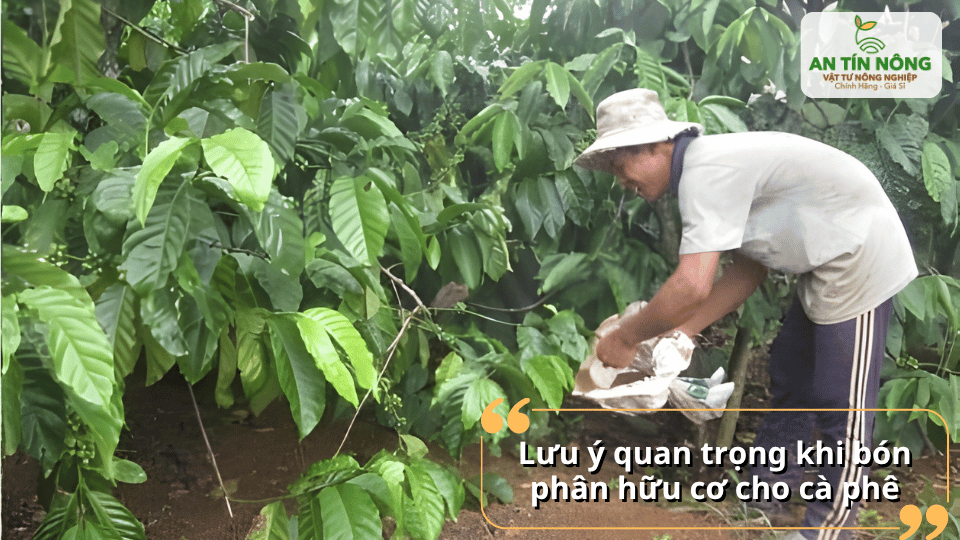 Những lưu ý quan trọng khi bón phân hữu cơ cho cà phê để đạt hiệu quả tối ưu.