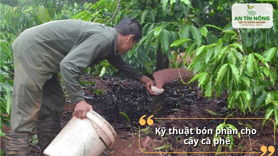 Bón phân hợp lý, kết hợp hữu cơ và vô cơ giúp cây cà phê phát triển ổn định, cho năng suất cao.