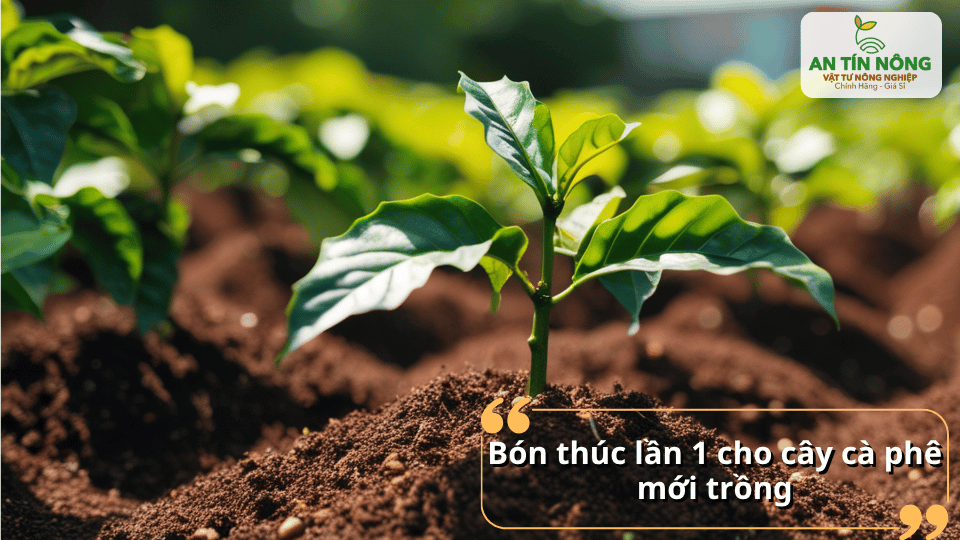 Sau khi trồng 20–30 ngày, tiến hành bón thúc đợt đầu để kích thích ra rễ mới, phát triển lá non và thân chính.