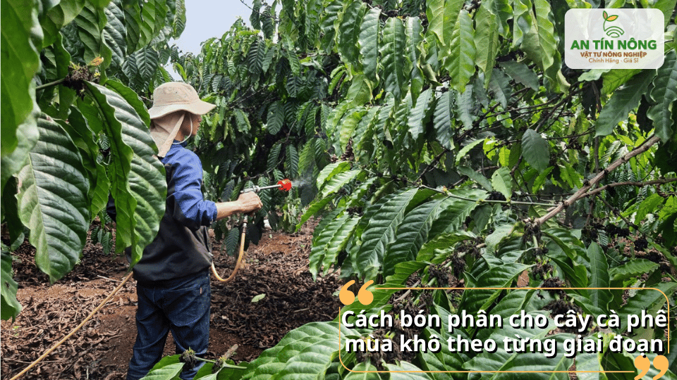 Chia phân thành nhiều đợt nhỏ trong mùa khô giúp cây hấp thu đều và hạn chế thất thoát dinh dưỡng.