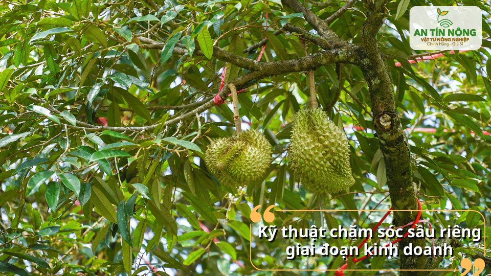 Giai đoạn kinh doanh cần chăm sóc kỹ để nuôi trái lớn đều, tăng chất lượng và giá trị thương phẩm.