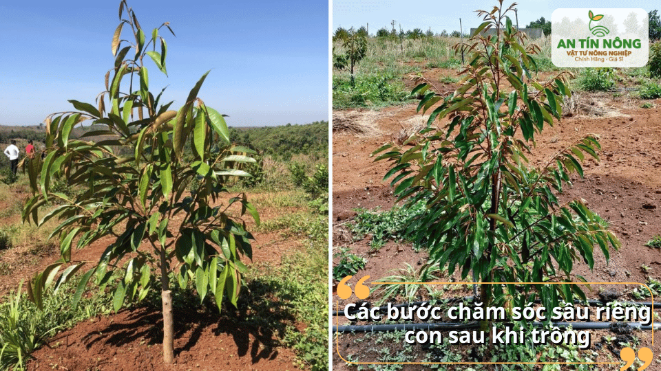 Thực hiện các bước chăm sóc sau trồng đúng quy trình giúp cây sinh trưởng đồng đều.