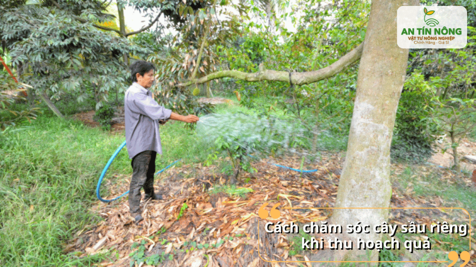 Sau thu hoạch cần phục hồi cây bằng cách bón phân hữu cơ, tưới nước hợp lý và vệ sinh vườn.