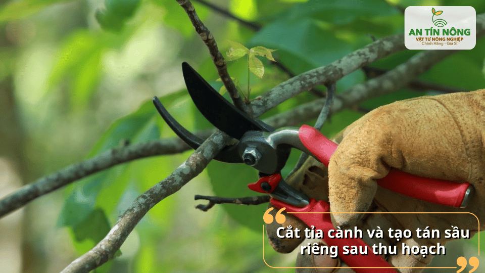 Cắt tỉa cành, tạo tán sầu riêng sau thu hoạch giúp cây ra đọt đồng đều.