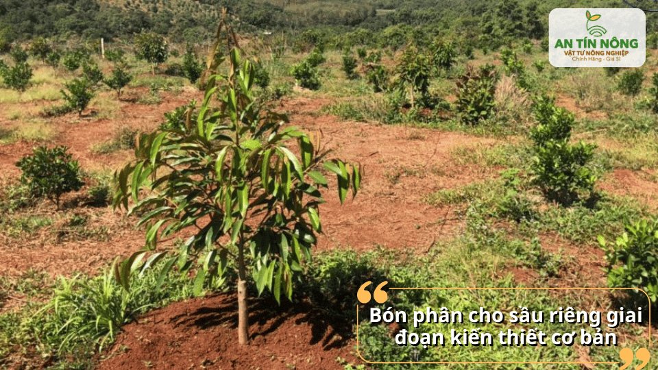 Giai đoạn kiến thiết cơ bản cần chú trọng bón phân để cây phát triển thân – cành – lá.