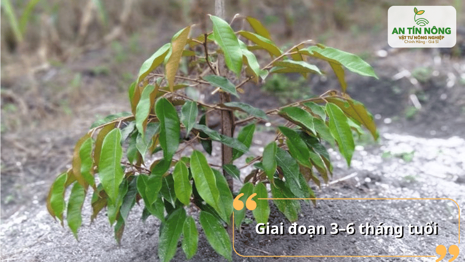 Sầu riêng con giai đoạn 3–6 tháng tuổi cần tăng cường dinh dưỡng để phát triển thân lá và bộ rễ.