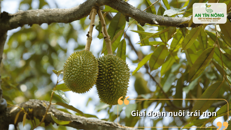 Giai đoạn nuôi trái non: cung cấp dinh dưỡng đầy đủ giúp trái lớn nhanh, hạn chế rụng.