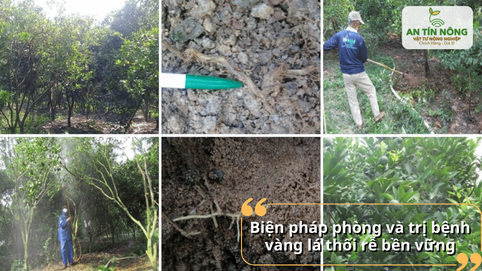 Áp dụng các biện pháp phòng và trị bệnh bền vững giúp cây phục hồi và phát triển tốt.