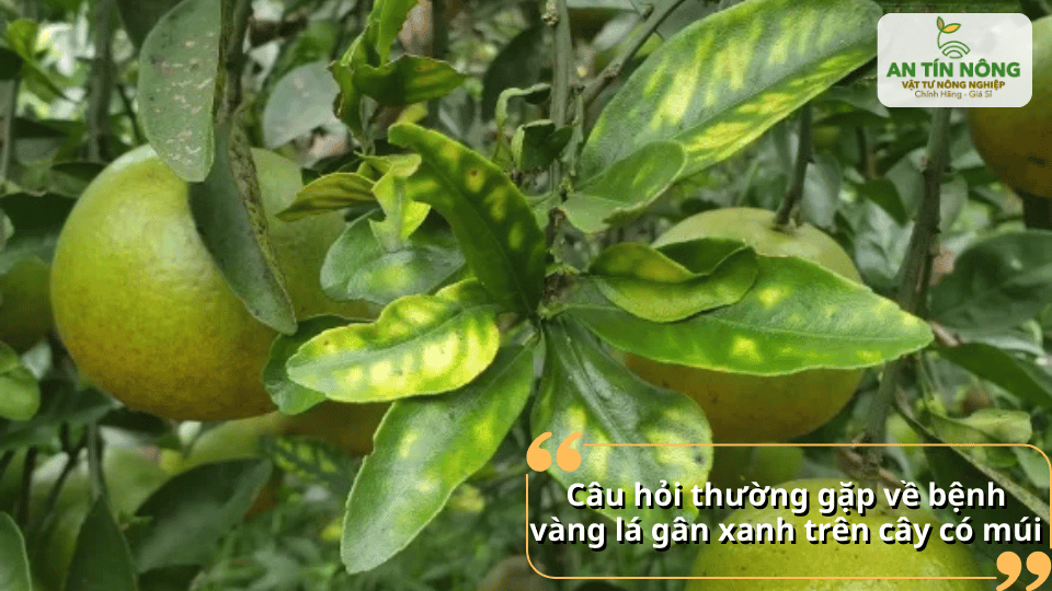 Giải đáp những thắc mắc phổ biến về bệnh vàng lá gân xanh trên cây có múi.