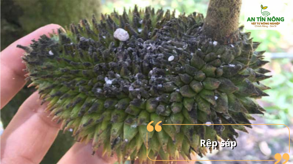 Rệp sáp gây đen trái, giảm mẫu mã thương phẩm và tiết mật tạo điều kiện cho nấm bồ hóng phát triển