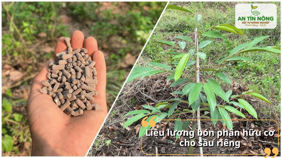 Bón đúng lượng theo từng giai đoạn giúp cây hấp thu hiệu quả và tránh lãng phí dinh dưỡng.