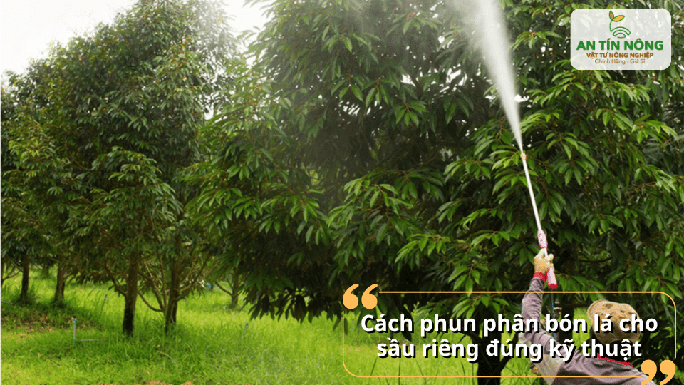 Kỹ thuật phun phân bón lá đúng giúp tăng khả năng hấp thu dinh dưỡng.