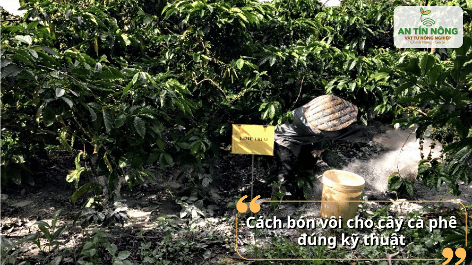 Thực hiện bón vôi đúng kỹ thuật giúp cây cà phê sinh trưởng ổn định.