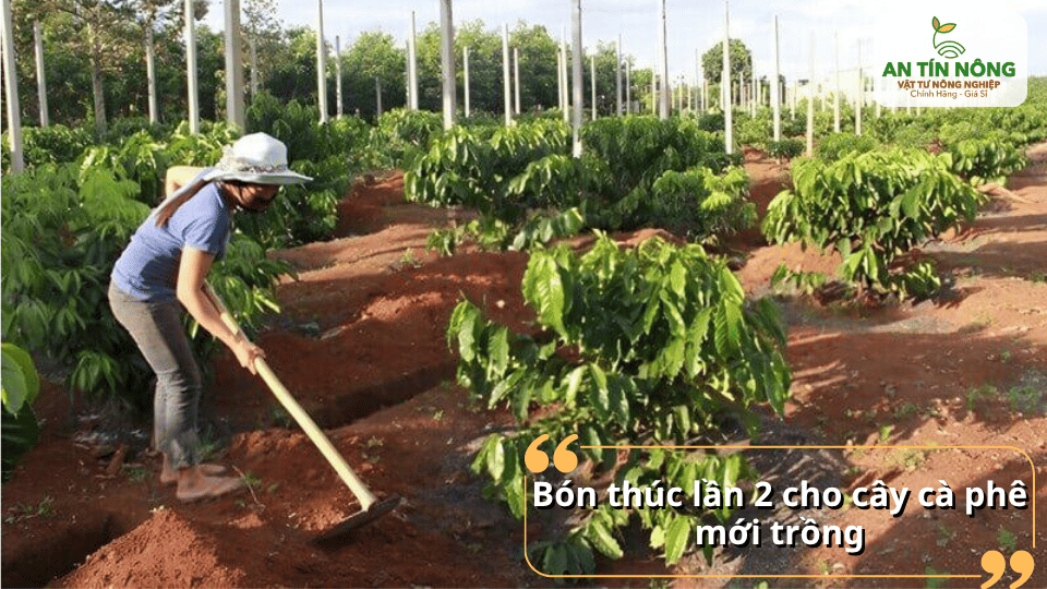 Đợt bón tiếp theo tập trung nuôi cành tán, giúp cây sinh trưởng mạnh và chuẩn bị cho giai đoạn phát triển ổn định.