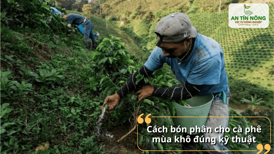 Rải phân quanh tán, cách gốc hợp lý rồi lấp đất nhẹ để giữ ẩm và tăng hiệu quả cho rễ.