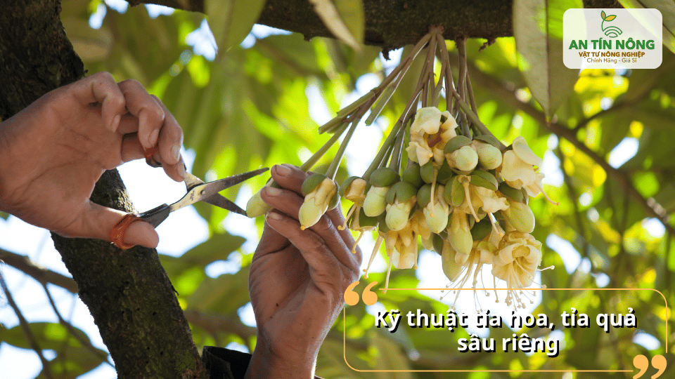 Tỉa hoa và tỉa quả giúp cây tập trung dinh dưỡng, hạn chế rụng trái non và nâng cao năng suất.