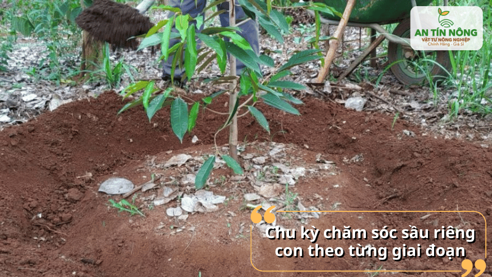 Theo dõi chu kỳ phát triển để điều chỉnh tưới nước và bón phân phù hợp từng giai đoạn.