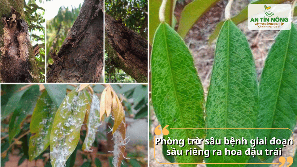 Chủ động kiểm tra và phòng trừ sâu bệnh giúp bảo vệ hoa và trái non, đảm bảo năng suất vụ mùa.