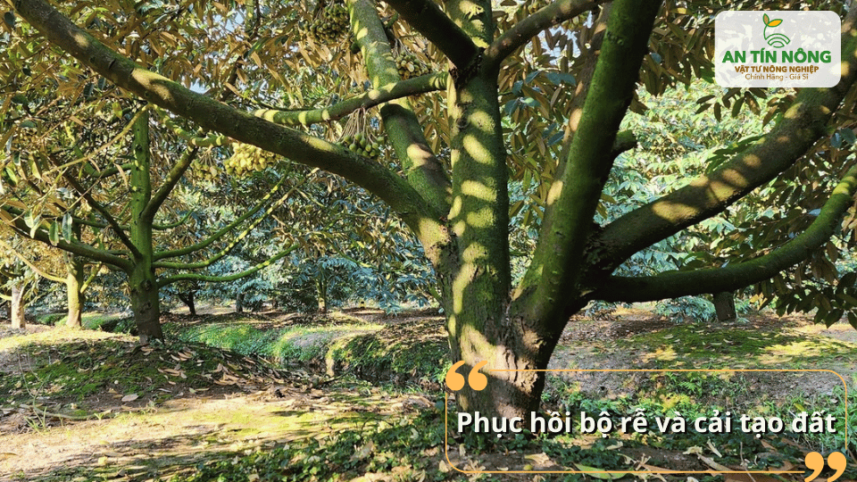Phục hồi bộ rễ và cải tạo đất giúp sầu riêng phát triển bền vững.
