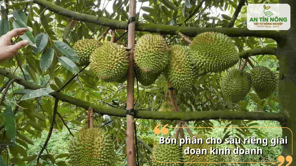 Ở giai đoạn kinh doanh, bón phân hợp lý giúp tăng năng suất và chất lượng trái sầu riêng.