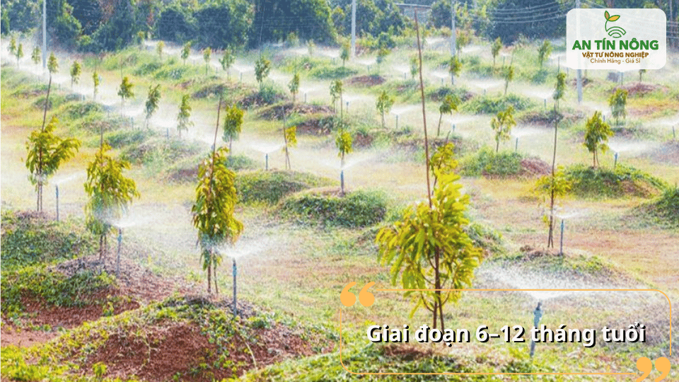 Vườn sầu riêng con 6–12 tháng tuổi được tưới và bón phân định kỳ để đảm bảo sinh trưởng đồng đều.