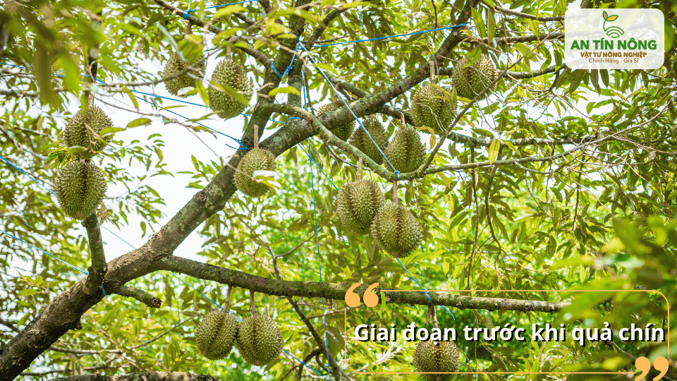 Trước khi quả chín: tăng cường kali giúp nâng cao chất lượng và độ ngọt.