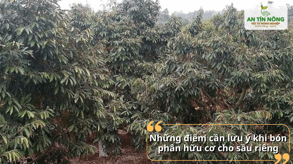 Không bón sát gốc, kết hợp tưới nước hợp lý để phân phát huy tối đa hiệu quả.