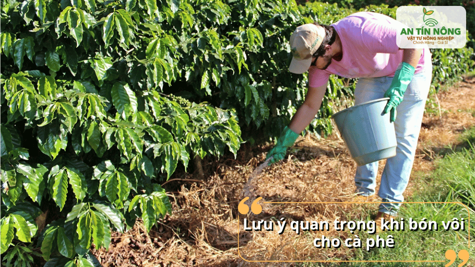 Những lưu ý quan trọng khi sử dụng vôi trong canh tác cà phê.